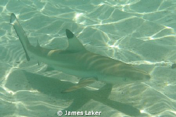 Curious Juvenile Blacktip In The Shallows by James Laker 